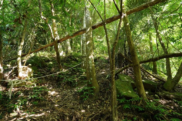 苗栗 南庄 神桌山、大屋坑山、細湖頂山、象山2533566