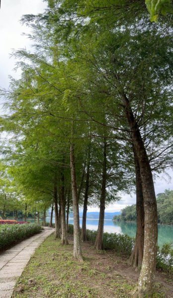 🚴 🐢🐢🐢🚵日月潭環湖咖搭車漫遊2895609