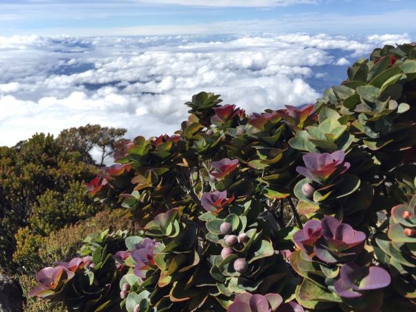 Gunung Kinabalu 神山152993