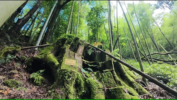 阿里山頂湖三連峰:天福山、芙蓉山、凸龜山2810097
