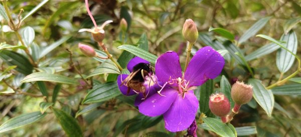 2025/04/13_大窩文史生態區步道2760247