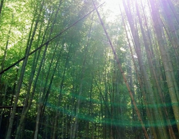 鳶嘴西稜O走（大崠山、長壽山、鳶嘴山）1073420