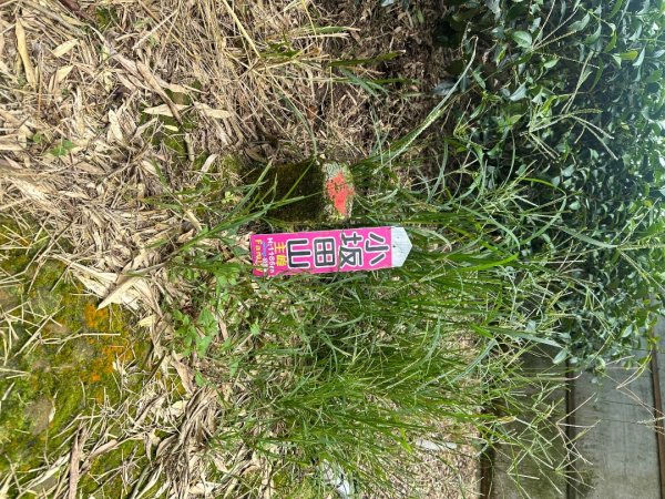 南投小半天七連峰3094620