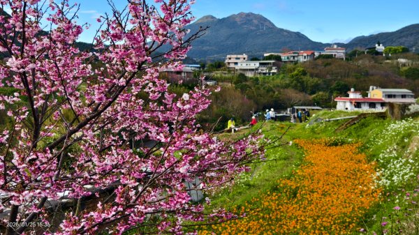 #平菁街 #鵝尾山梯田 #廣佑聖王廟 #寒櫻巷 #夕陽 1/24&25