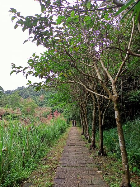 漫遊淡蘭古道石碇段：淡蘭山徑-外按古道、烏塗溪步道1529427