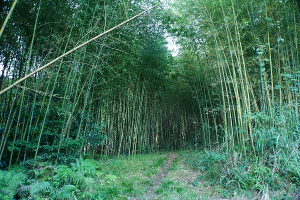 新竹 尖石 東穗山、島田山2939417