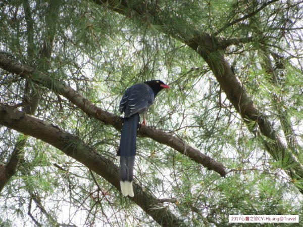 《南投》心靈之旅｜惠蓀林場步道群20171010-212890534
