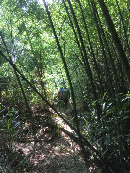 20210926南投圓山坑林道登鳳凰山下忘憂森林1473478