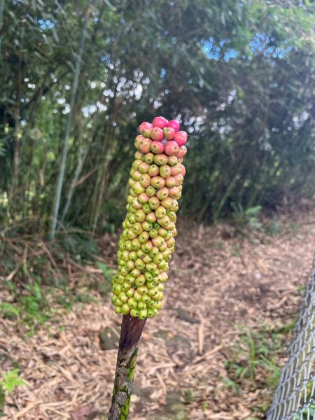 2025/6/28馬那邦山2823655