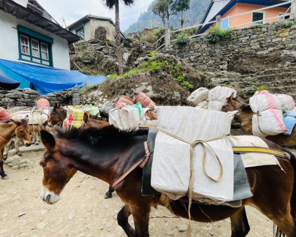 尼泊爾EBC馬牛螺羊動物寫真-山屋-協作-美食2789002