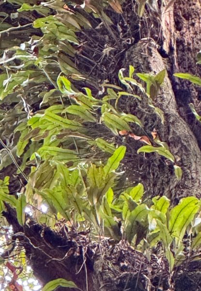 清泉 雪霸農場 野馬瞰山2925979