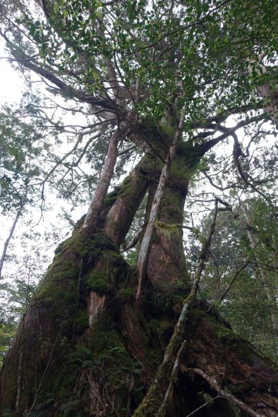 塔曼山，玫瑰西魔山 106.5.7(日)128616