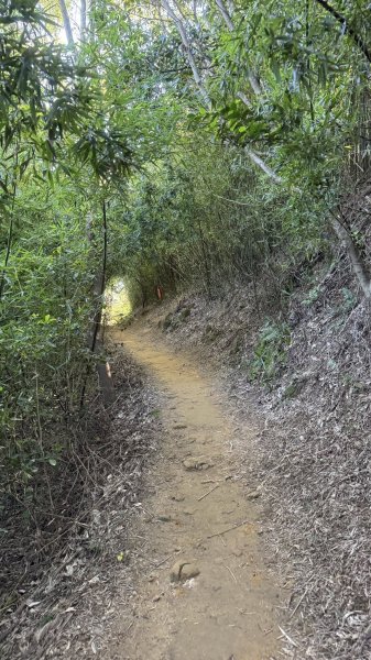 20251123鶯歌石步道2973987