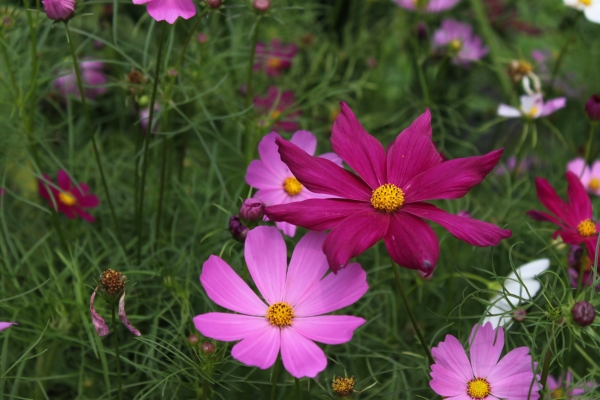 20160508新北市三芝區三生賞桐花步道90756