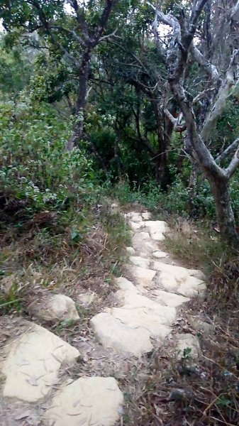 20221229 阿罩霧山 中心瓏步道 玉蘭谷 櫻花步道 大O型1975667