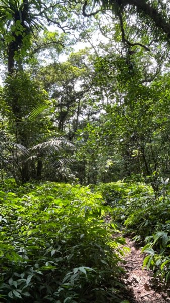 磺嘴山擎天崗草原內雙溪古道2177343