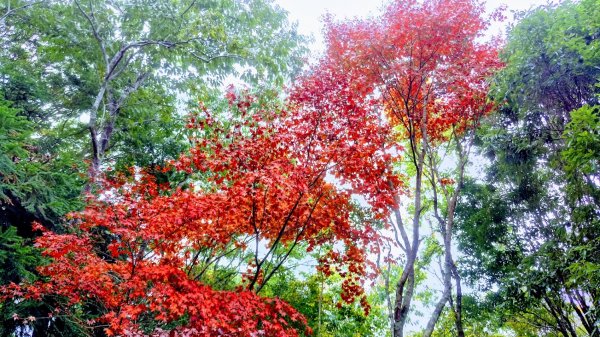 雪見的楓紅和東洗水山452315