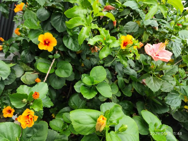 象山公園→糶米古道→土地公嶺步道→博嘉山2790300