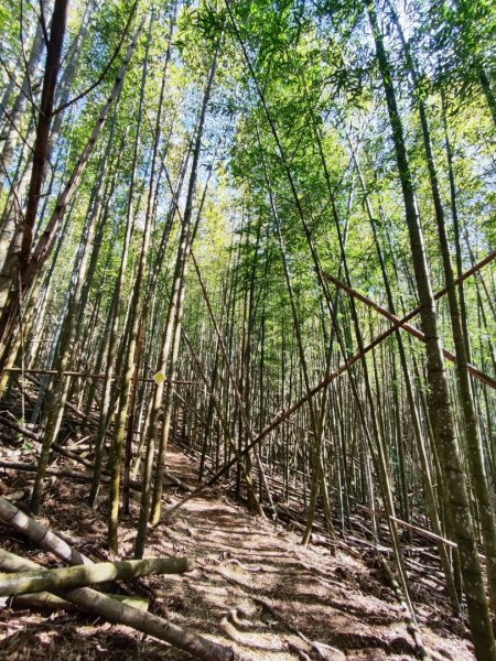 大雪山長壽三崠2691110