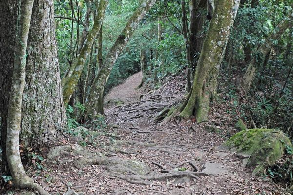 馬那邦山(珠湖線來回)375052
