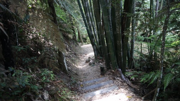 澀水森林步道登山健行趣(步道)2259824
