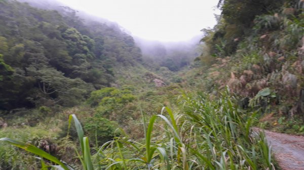 【嘉義】青雲山-五棲嶺-水水古道 探勘趣967099