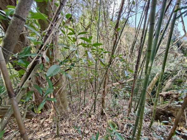 2024.02.17 關西金山2845316