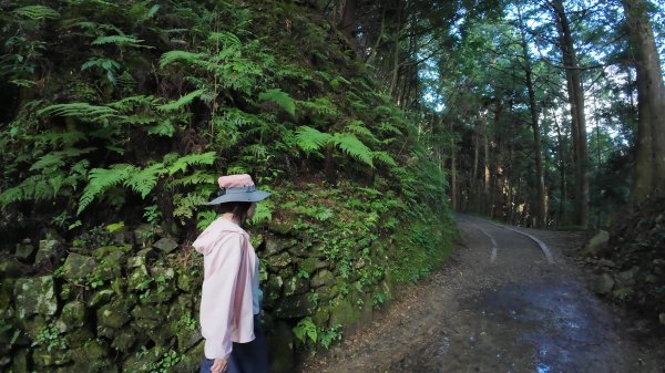 嘉義-特富野古道3120554