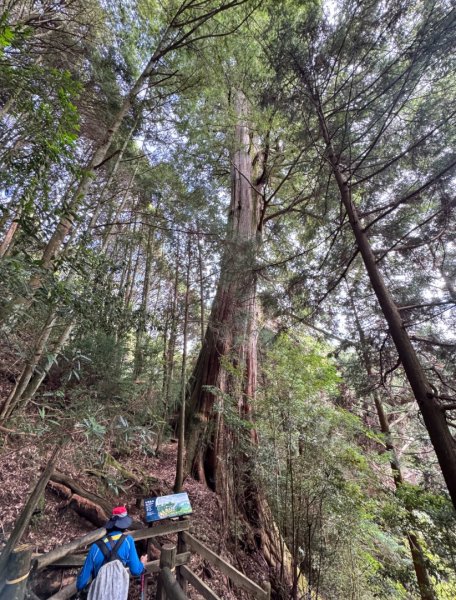 觀霧-檜山巨木群步道2925564