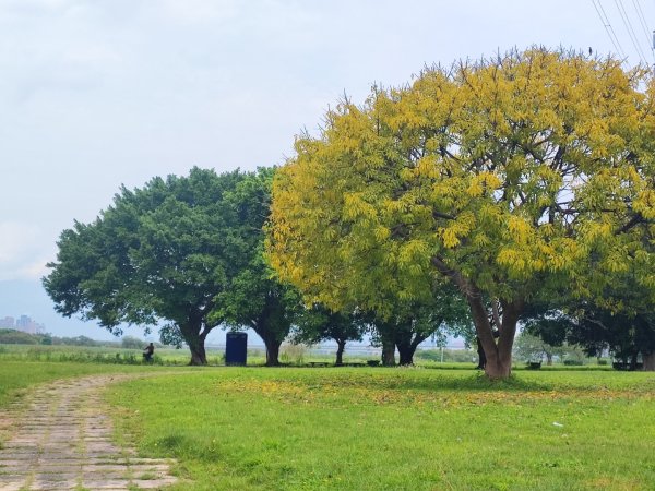 2024年臺北大縱走第八段：捷運動物園站至捷運關渡站2471089