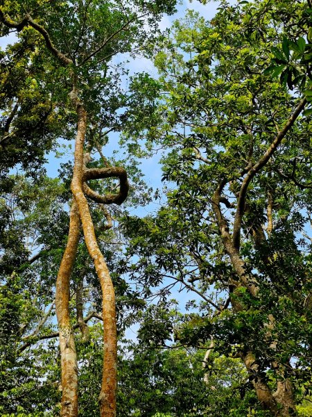 里龍山-小百岳#69-屏東縣獅子鄉2750532