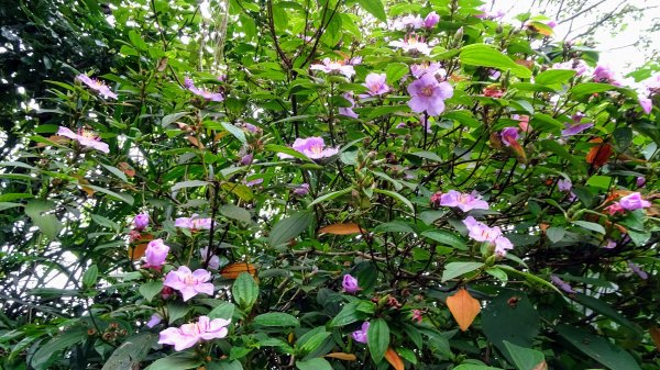 汐止八連路1716763