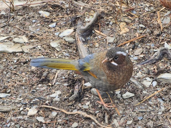 隆冬遊南橫，酷寒闖雙星(關山嶺山、塔關山)2707218