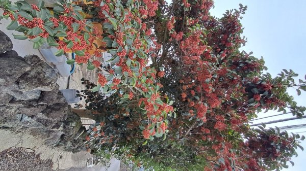 偶來小路走走2942609