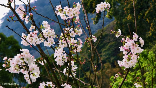 2/20 #天元宮 #墨染櫻(香水櫻)  #楓樹湖 #木蘭花(辛夷)2716240