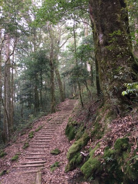 20180401-阿里山特富野古道301311