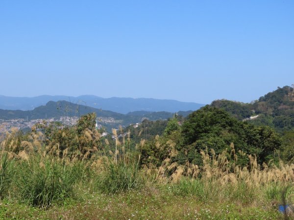 貓空［樟樹步道魯冰花］（2024/2/14）2429689