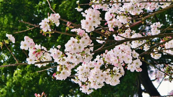 2/20 #天元宮 #墨染櫻(香水櫻)  #楓樹湖 #木蘭花(辛夷)2716241