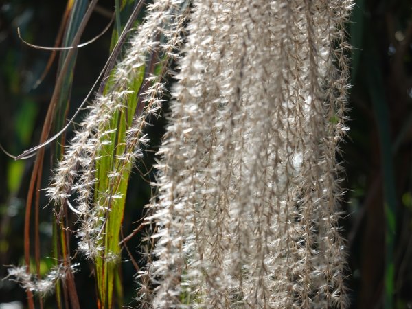 阿興阿賢秋芒宅急便（無耳茶壺山、半屏山、燦光寮山）+哈巴狗岩738409