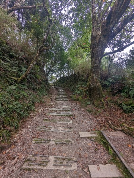 翠峰湖環湖。東口遇見黃喉貂2284322