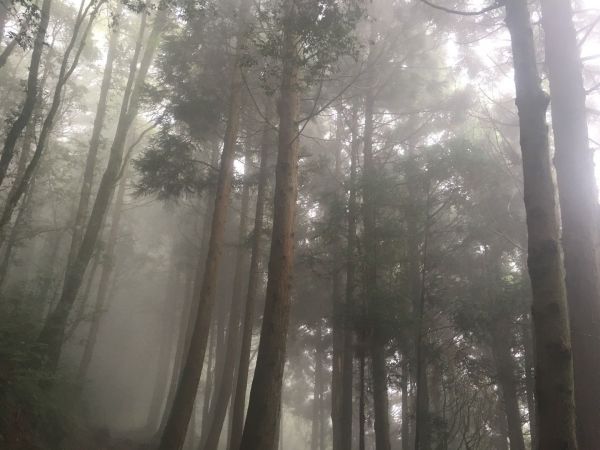 觀霧檜山巨木森林步道171716