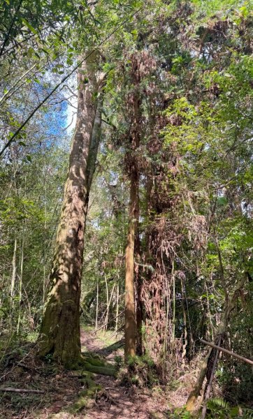 瞭望台-瓊山-望美山-獵人古道2887774