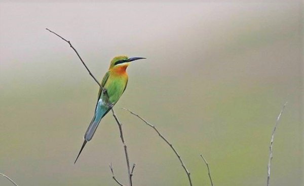 【動物】金門夏候鳥栗喉蜂虎 墾丁罕見現蹤鳥友驚喜