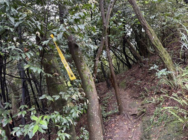 [微笑山線_第三段] 2026_0328 鳶山山系_鳶山彩壁3025681