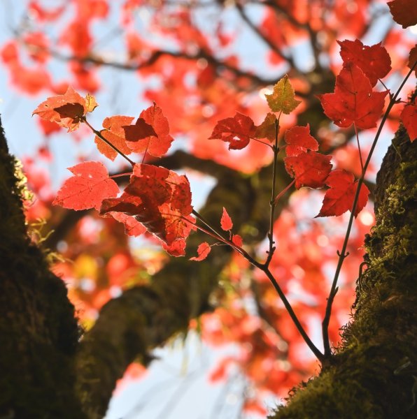 鳶嘴稍來步道賞楓季 ，大雪山門票優惠到12/31！2969530