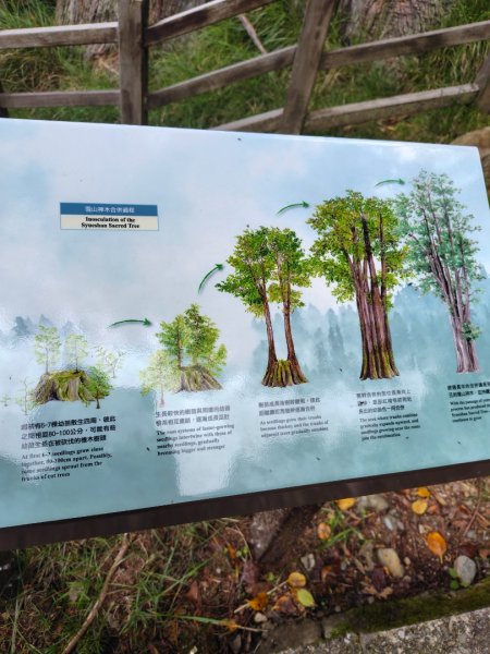 稍來小雪山國家步道、船型山、鞍馬山、鞍馬山東北峰、天池、雪山神木2799958