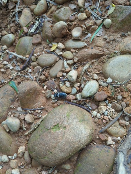 2025.07.12－火炎山、南鞍古道O行縱走2834815