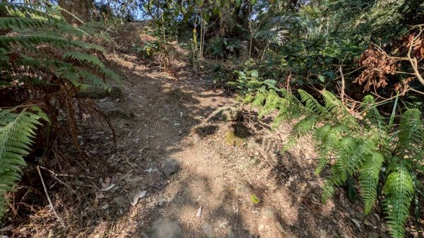 崁頭山步道3002464