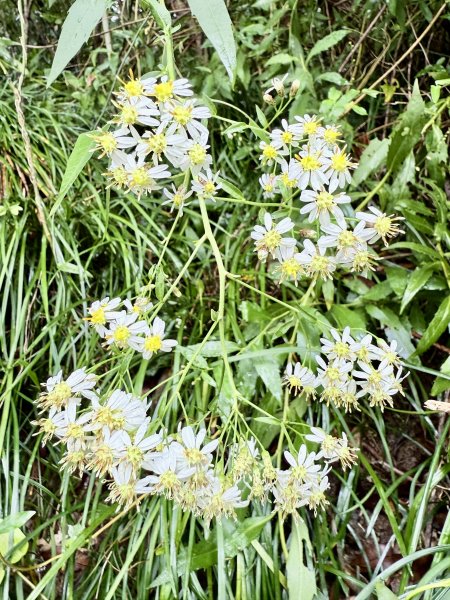 雙流帽子山悠遊  2025.01.032688547