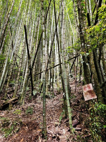 金柑樹山、忘憂森林步道-(南投)臺灣百大必訪步道2789379